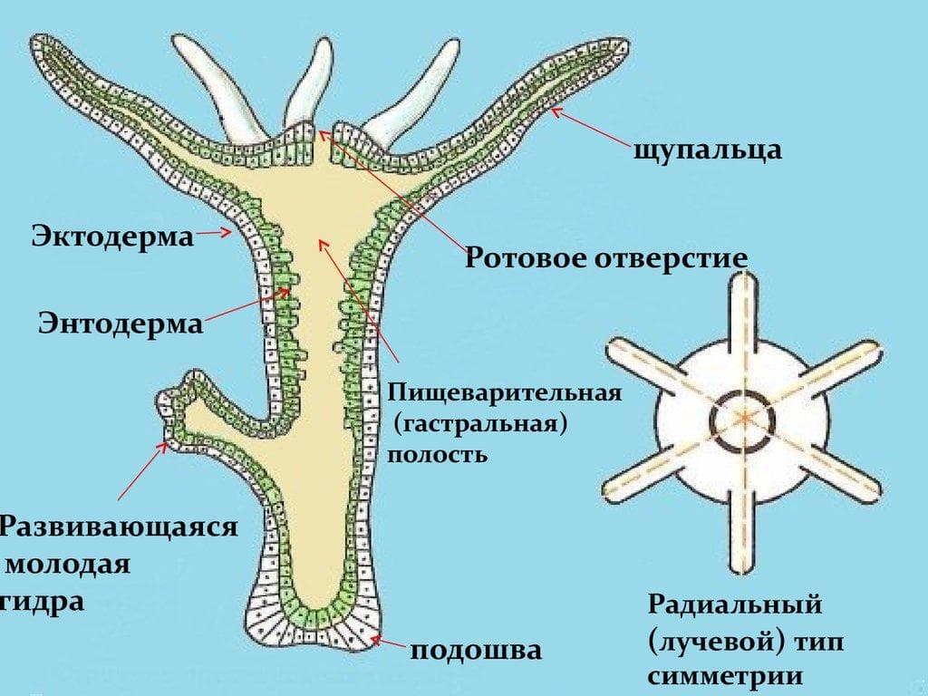 Кракен наркошоп